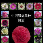 黑蜀葵种质资源科学发现历程