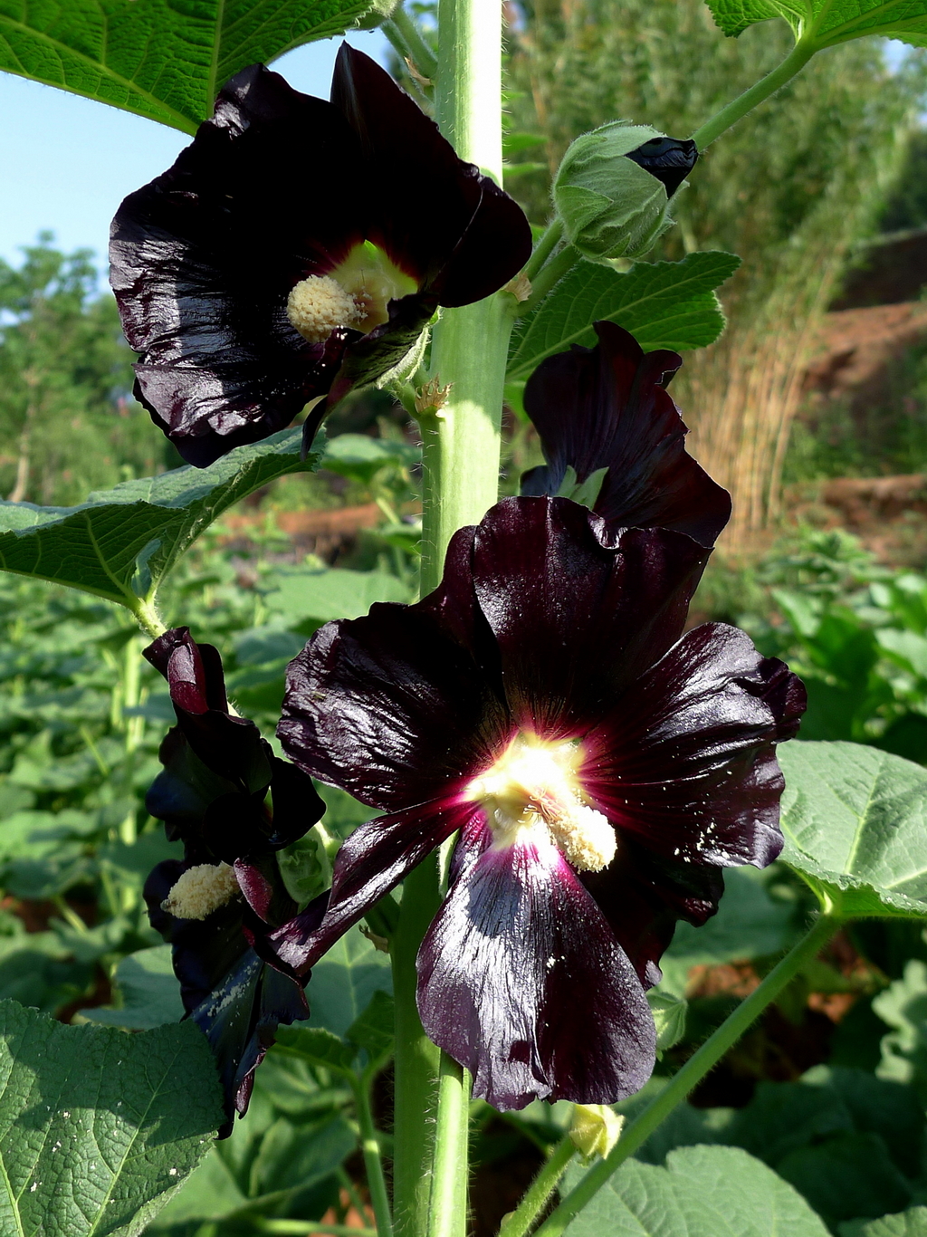 P1540257_调整大小.jpg