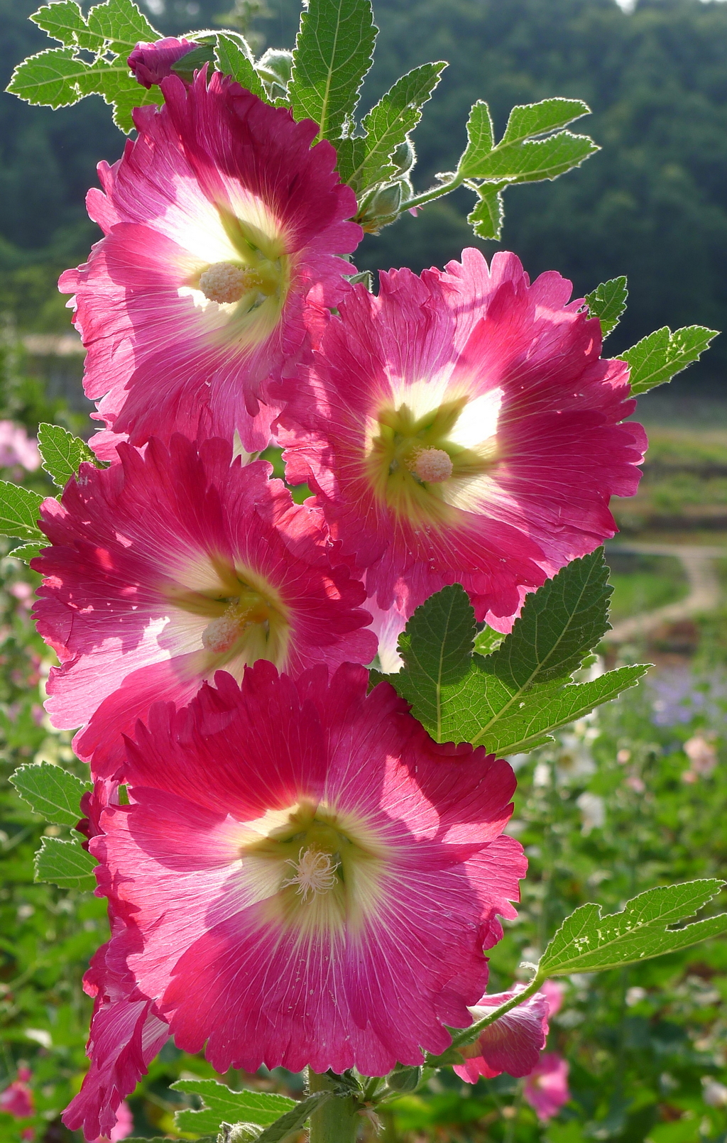 P2430853_调整大小.JPG
