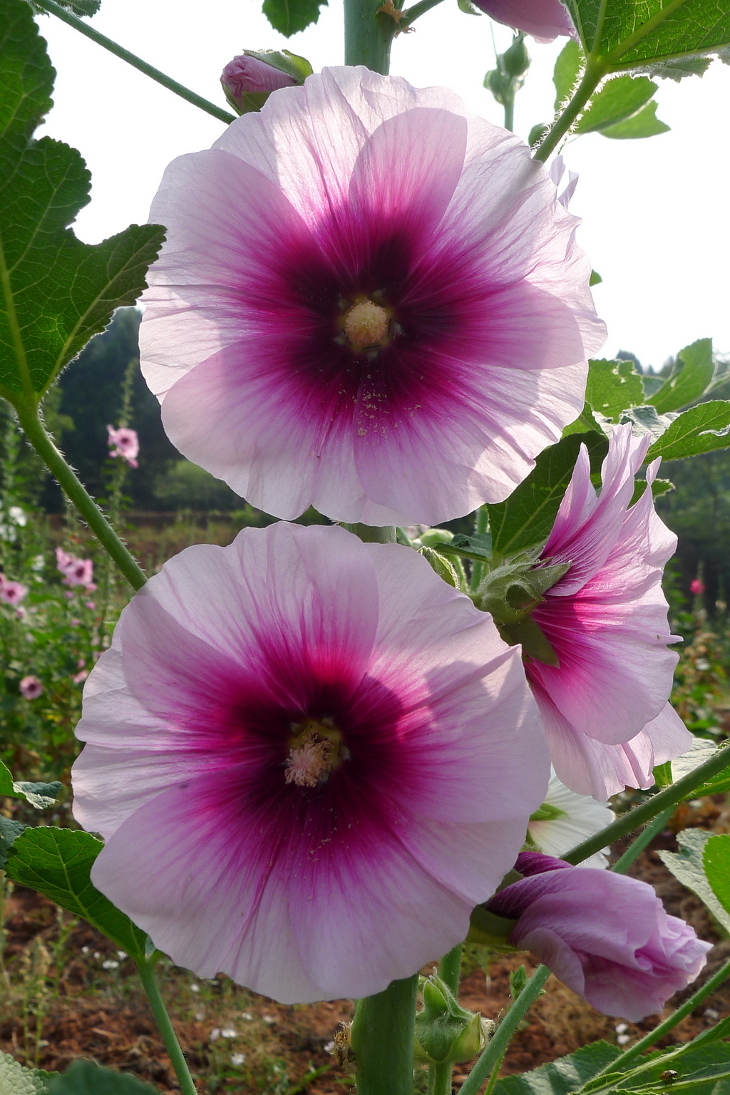 P2440228_调整大小.JPG