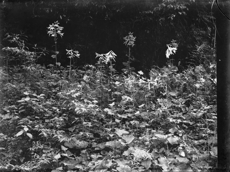 1908-06-20百合 牛头山. 海拔6500英尺_调整大小.jpg