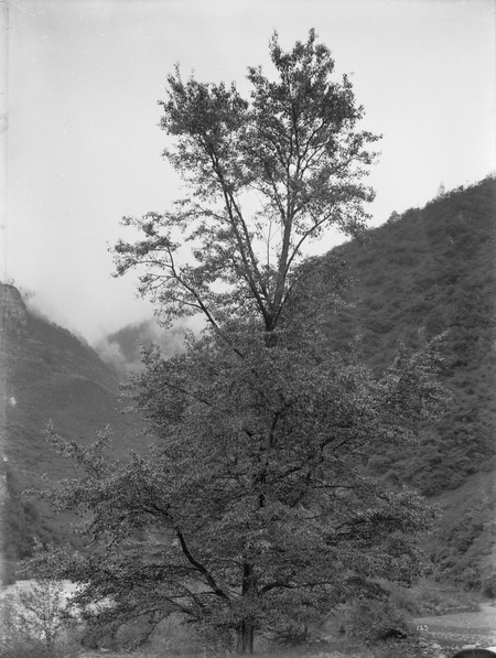 1908-06-22中国杨树szechuanica_调整大小.jpg