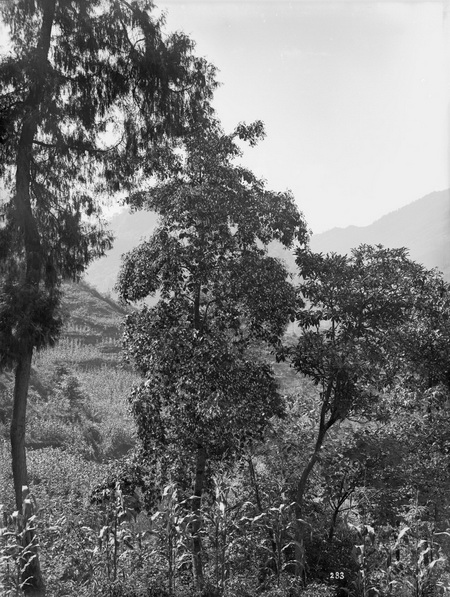 1908-08-08Yunyang2_调整大小.jpg