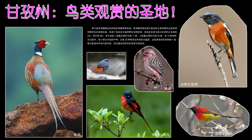 70 甘孜州：鸟类观赏的圣地！_调整大小.jpg