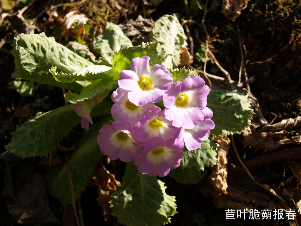 52 苣叶脆蒴报春_调整大小.JPG