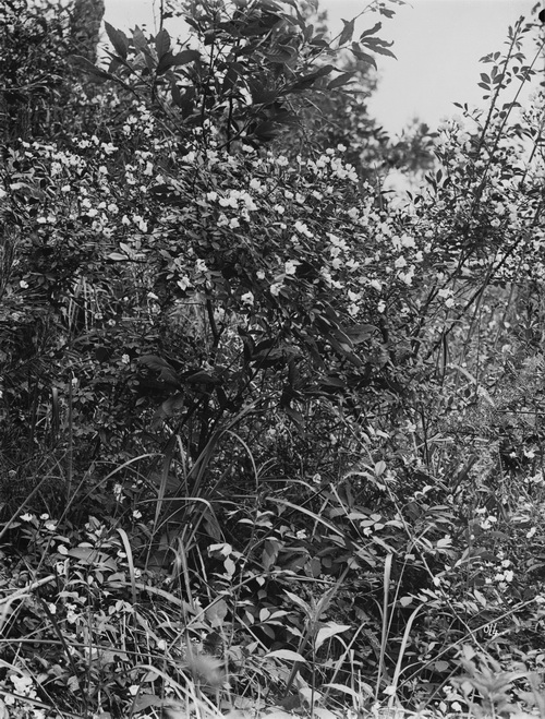 2 1910-06-06 湖北宜昌 野蔷薇变种_调整大小.jpg