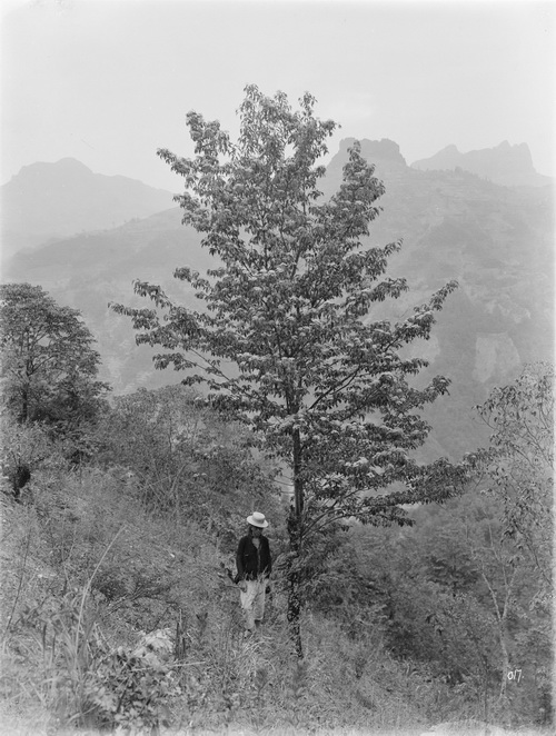 5 1910-06-06 湖北宜昌 中国山茱萸walteri_调整大小.jpg