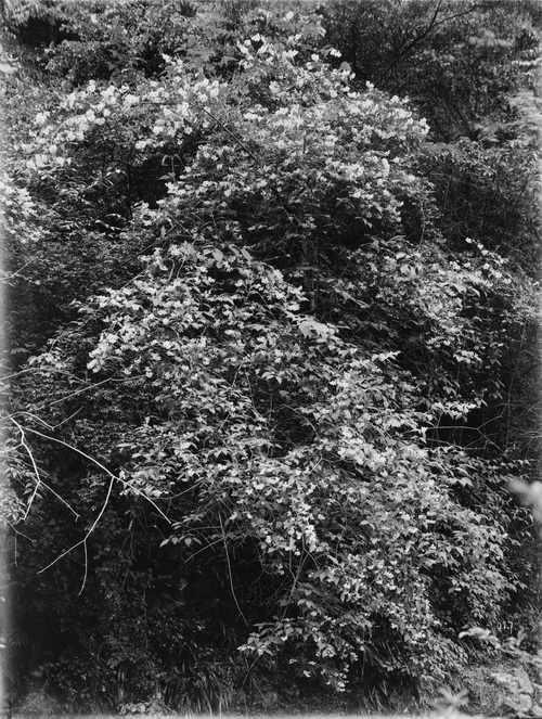 6 1910-06-08湖北省 兴山 中国梅花_调整大小.jpg