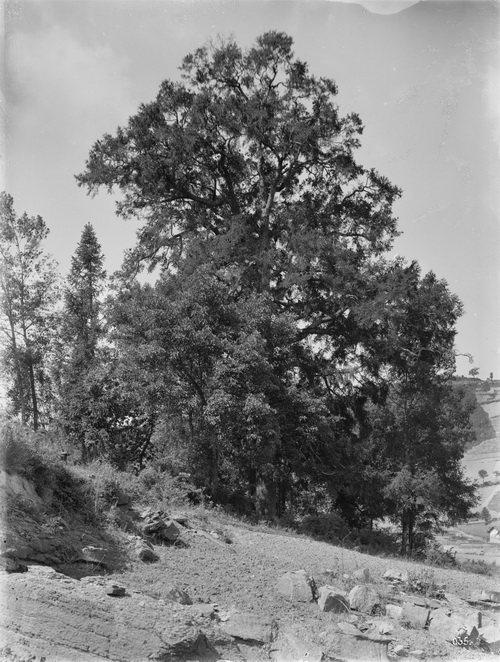 3 1910-06-09 湖北省 兴山 中国液流油杉_调整大小.jpg