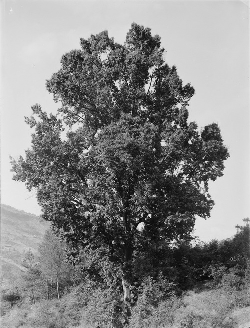 045 1910-06-10湖北省 兴山 中国枫香_调整大小.jpg