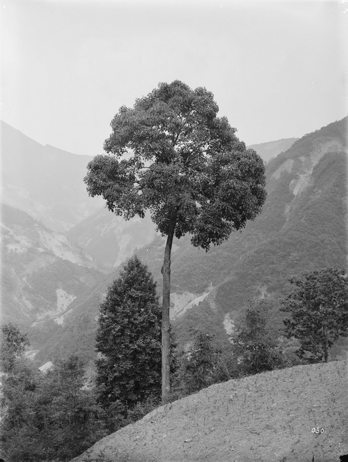 050  1910-06-11湖北省 兴山 中国枫香、刺五加ricinifolius_调整大小.jpg