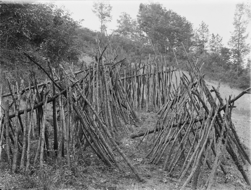 047 1910-06-11湖北省 兴山 中国栎 栽培木耳_调整大小.jpg