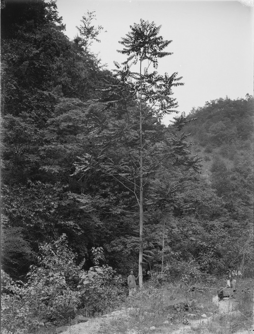 048 1910-06-11湖北省 兴山 6_调整大小.jpg