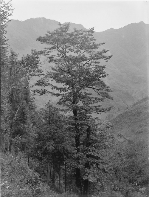 067 1910-06-13湖北省 兴山 2_调整大小.jpg