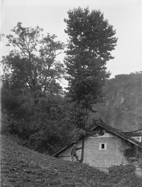 068 1910-06-13湖北省 兴山 中国杜仲_调整大小.jpg