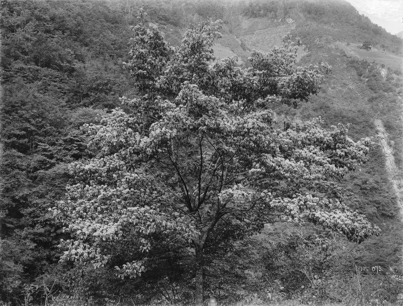073 1910-06-15湖北省 兴山 中国山茱萸walteri_调整大小.jpg