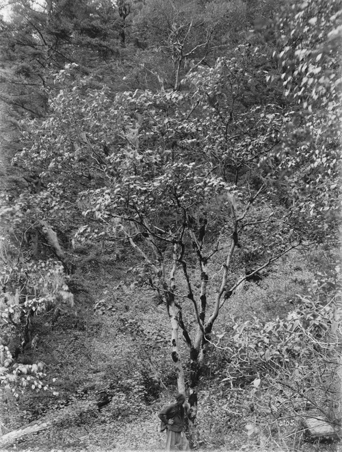 105 1910-06-17湖北省  房县 2_调整大小.jpg