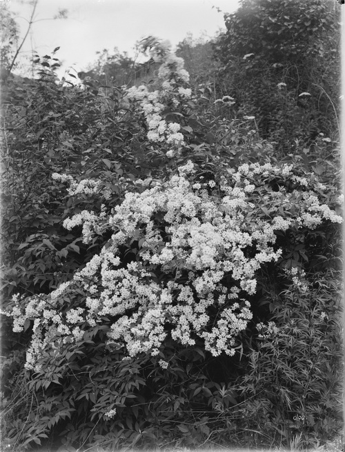 109 1910-06-17湖北省  房县 6_调整大小.jpg