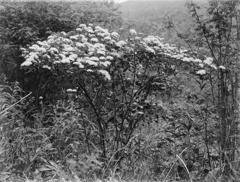 107 1910-06-17湖北省  房县 4_调整大小.jpg