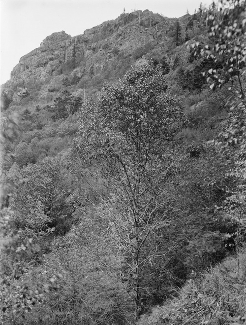 106 1910-06-17湖北省  房县 3_调整大小.jpg