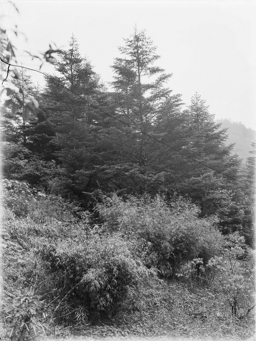 111 1910-06-19湖北省  房县 竹_调整大小.jpg