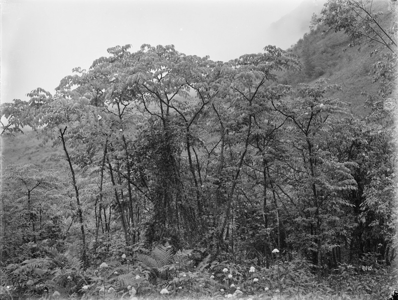 110 1910-06-19湖北省  房县_调整大小.jpg