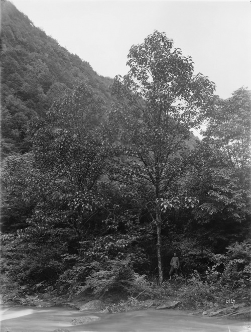 127 1910-06-22湖北省  房县 中国杨树苔_调整大小.jpg