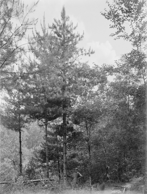 141 1910-06-24 四川巫溪（大宁） 3_调整大小.jpg