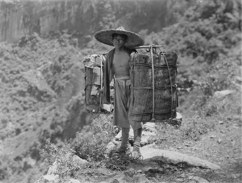 185 1910-07-01 云阳 Yunyang 杜仲_调整大小.jpg