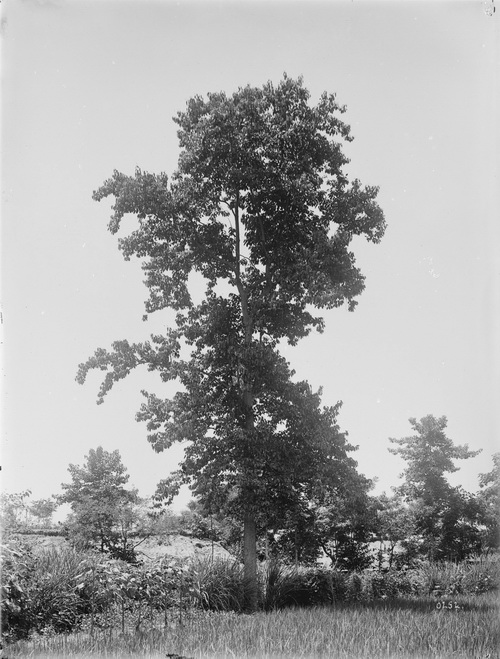 252 1910-08-10绵竹县Mianzhu 2_调整大小.jpg