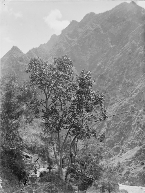 263 1910-08-13北川县Beichuan Xian中国梧桐单纯_调整大小.jpg