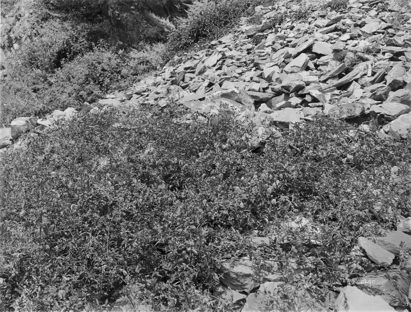 290 1910-08-22松潘Songpan 铁线莲_调整大小.jpg