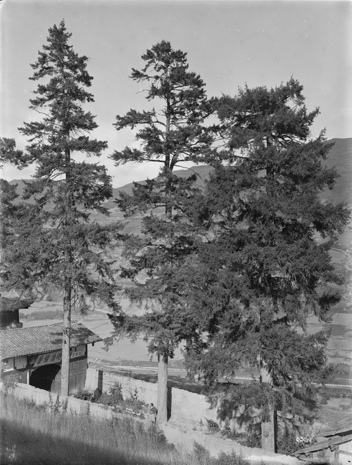 316 1910-08-25松潘Songpan 中国紫果云杉 1_调整大小.jpg