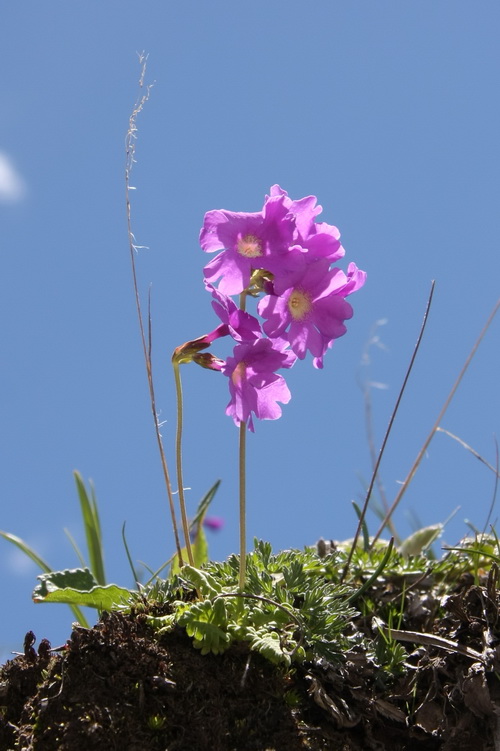 云南报春 _调整大小.jpg