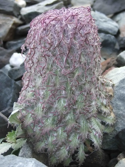 95 水母雪兔子_调整大小.jpg