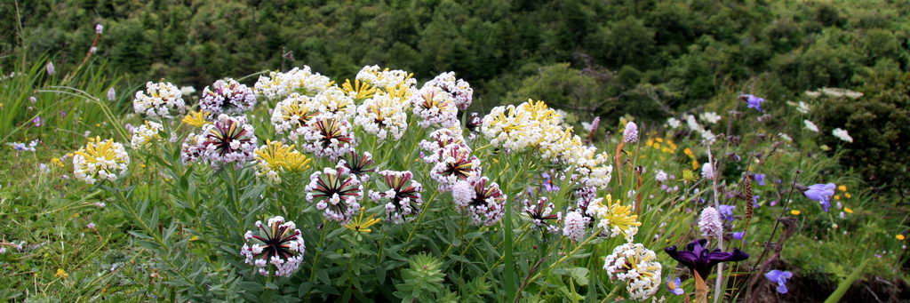 2 盛夏_调整大小.jpg