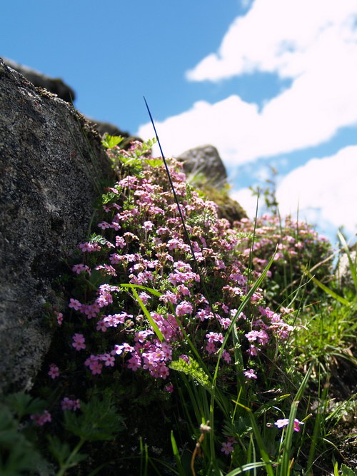 6 康定点地梅_调整大小.JPG