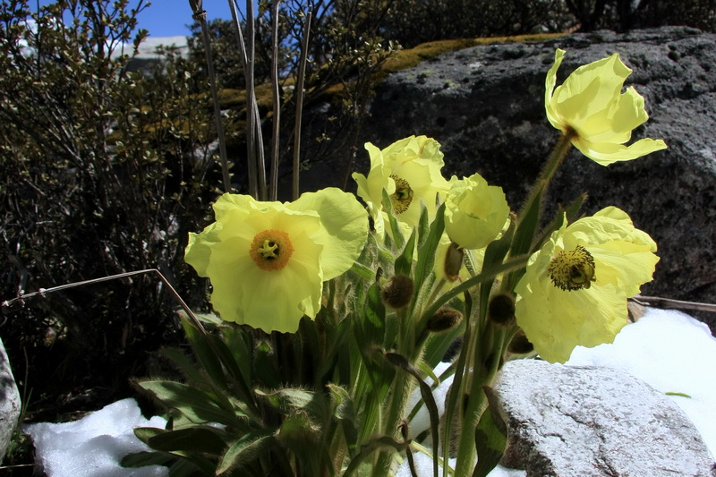 5 全缘叶绿绒蒿_调整大小.jpg