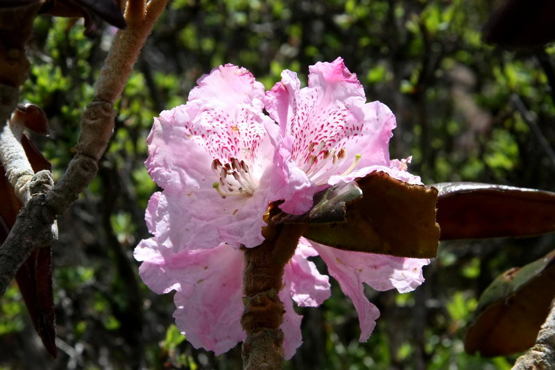 11 锈红杜鹃_调整大小.jpg