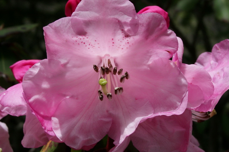 10 粉红杜鹃_调整大小.jpg