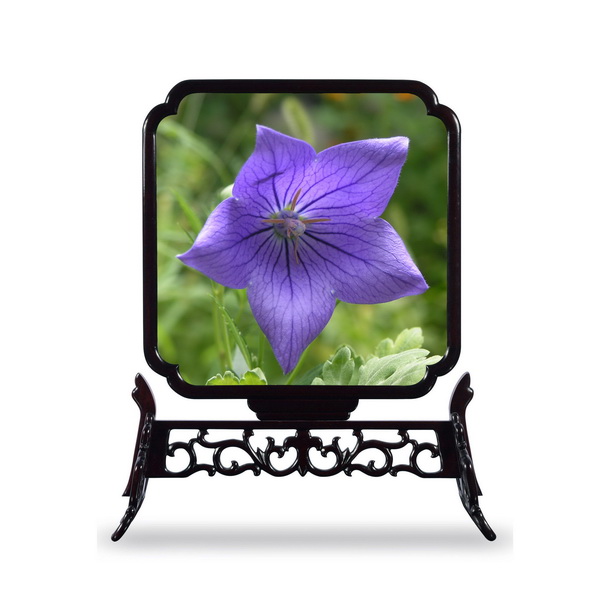 2 桔梗_调整大小.JPG