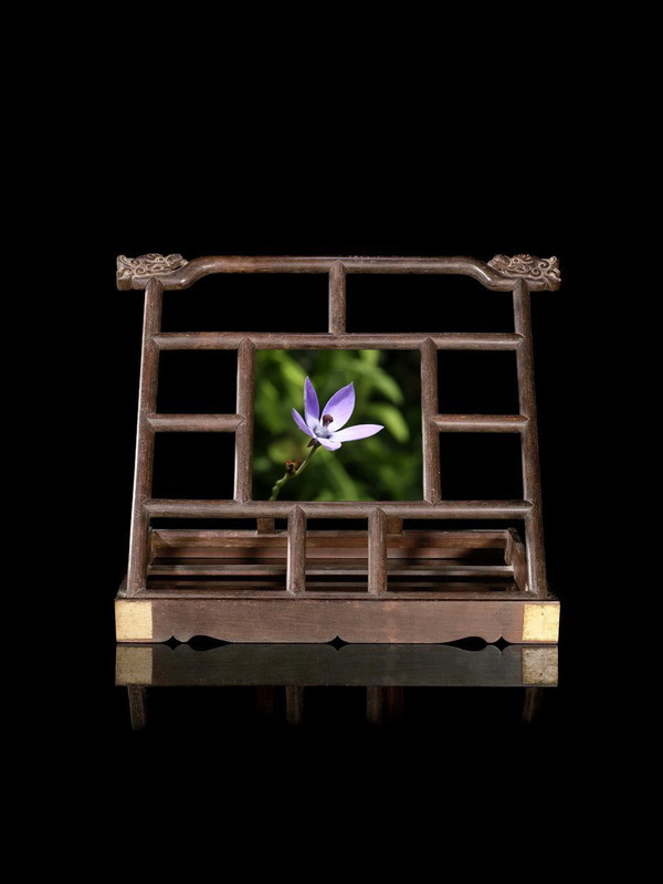 6 鸡蛋参_调整大小.JPG