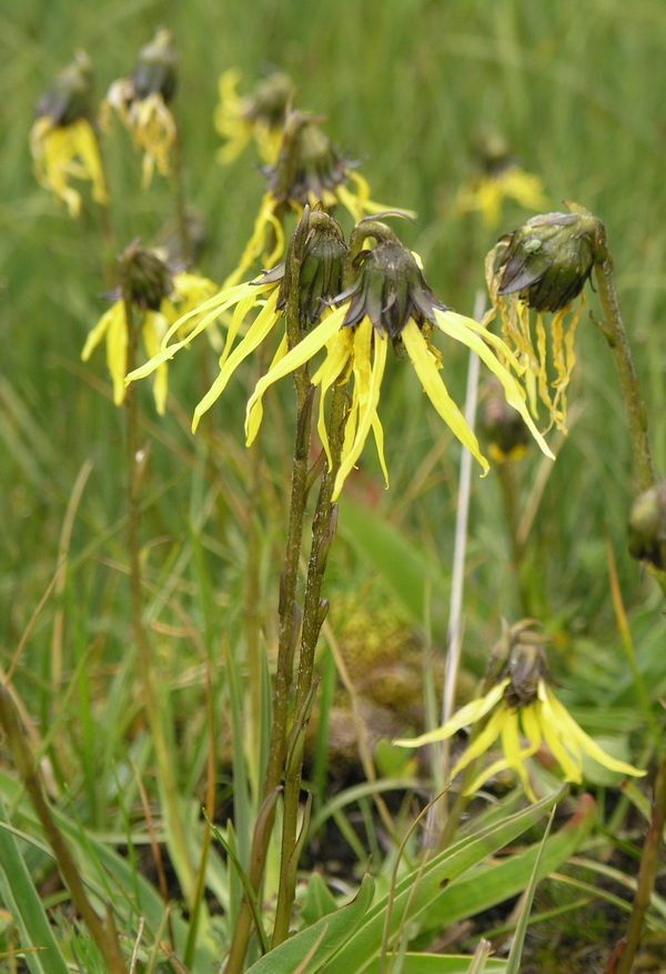 条叶垂头菊 2_调整大小.JPG