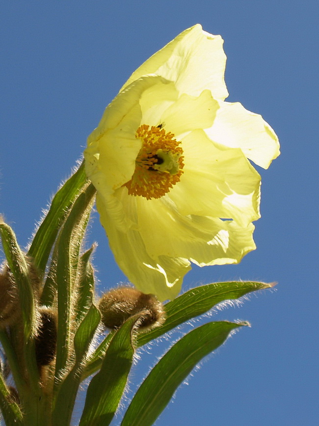 2 全缘叶绿绒蒿_调整大小.jpg