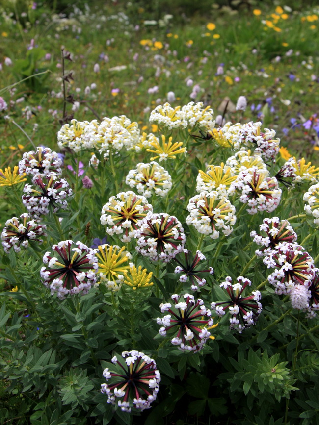 9 狼毒_调整大小.jpg