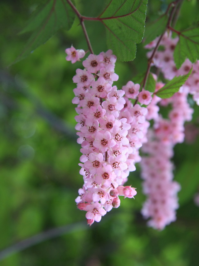 1 中华绣线梅_调整大小.jpg