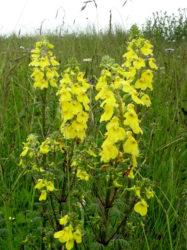 2 半扭卷马先蒿_调整大小.JPG