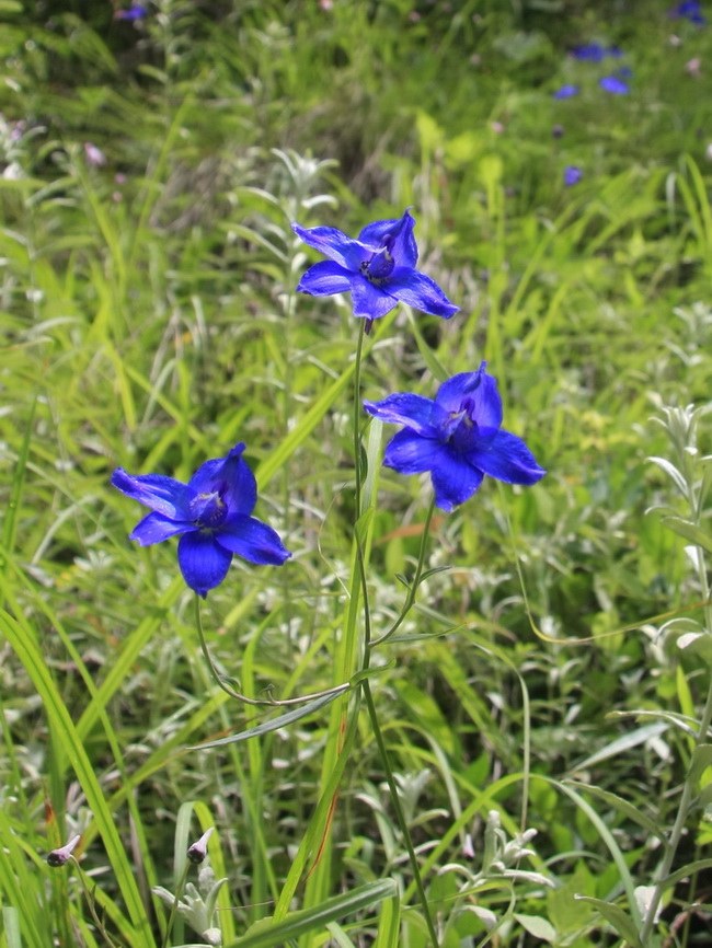 6 康定翠雀花_调整大小.JPG