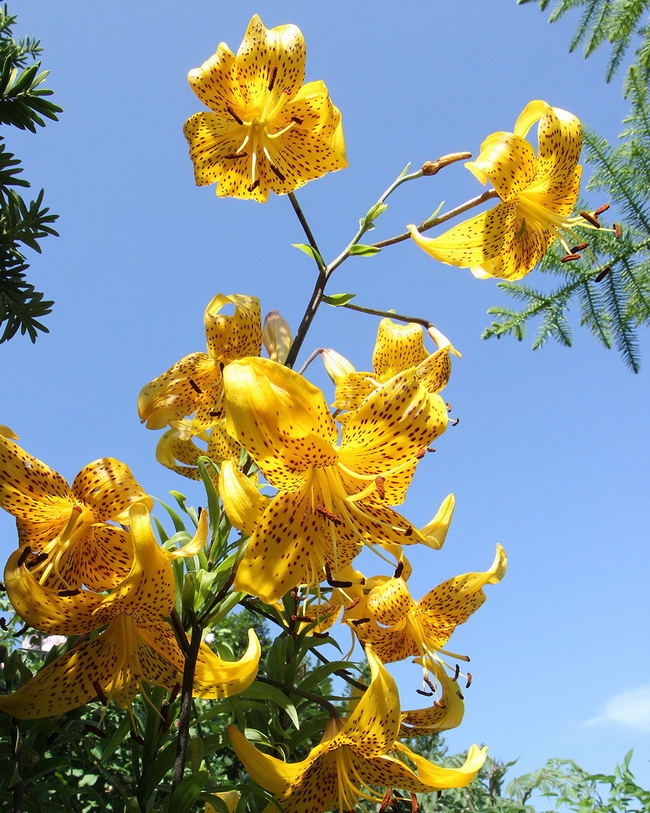 7 柠檬色百合_调整大小.jpg