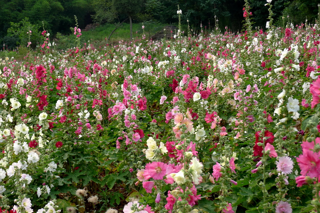 蜀葵花 4_调整大小.JPG